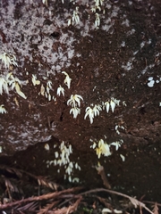 Mucronella fusiformis