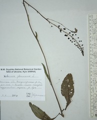 Verbascum phoeniceum