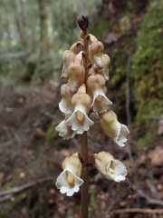 Gastrodia procera