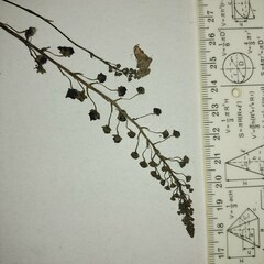 Verbascum phoeniceum