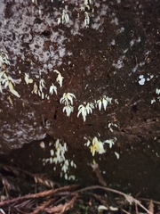 Mucronella fusiformis