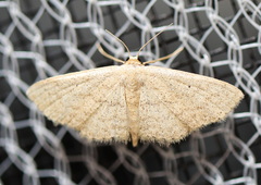Scopula hypochra