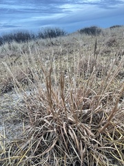 Schizachyrium littorale