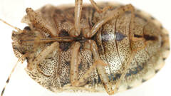 Cephaloplatus bellus