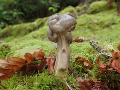 Helvella vespertina
