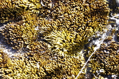 Campylopus atroluteus