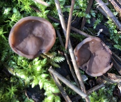 Gyromitra perlata
