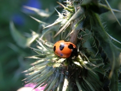 Coccinella magnifica