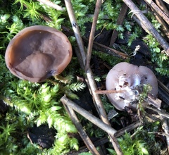 Gyromitra perlata