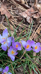 Crocus tommasinianus