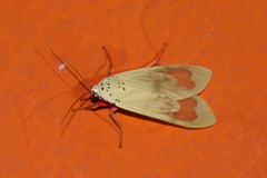 Amerila vitrea