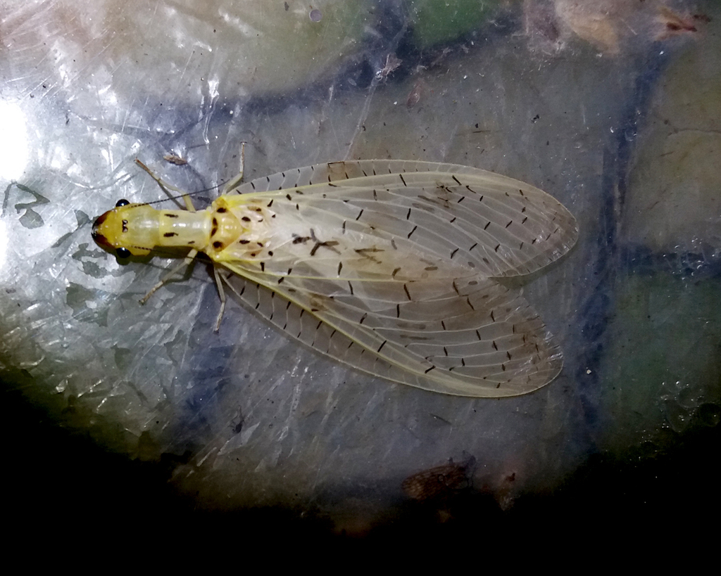 Chloronia corripiens