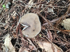 Melanoleuca melaleuca