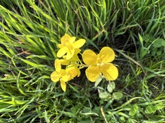 Brassica napus