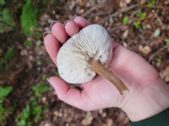 Melanoleuca melaleuca