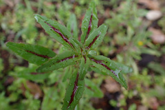 Clarkia