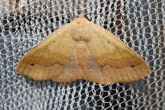 Ophyx ochroptera