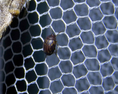 Diaperinae