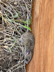 Peromyscus gambelii