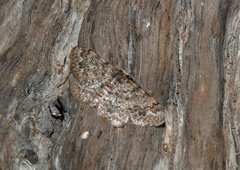 Hypomecis ectropodes