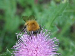 Bombus