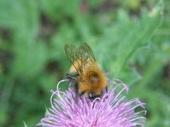 Bombus