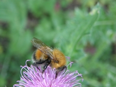 Bombus