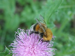 Bombus