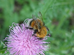 Bombus