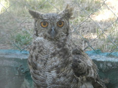 Bubo virginianus