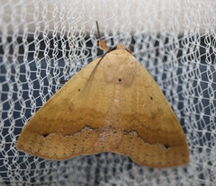 Ophyx ochroptera