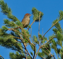 Sphenoeacus afer afer