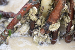 Isognomon alatus