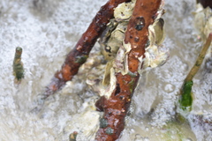 Isognomon alatus