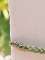 Uresiphita maorialis