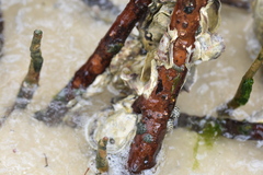 Isognomon alatus