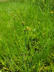 Juncus megacephalus