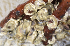 Isognomon alatus