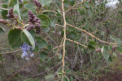 Ceanothus leucodermis
