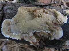 Dacryobolus karstenii