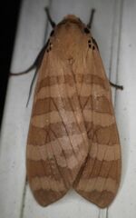 Pachydota