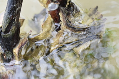 Isognomon alatus