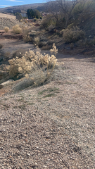 Asclepias subulata