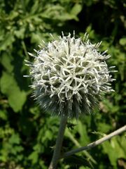 Echinops sphaerocephalus