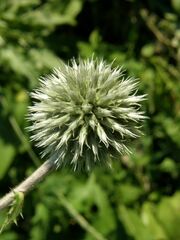 Echinops sphaerocephalus