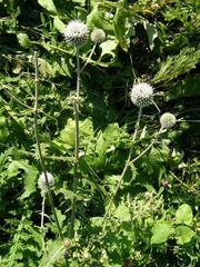 Echinops sphaerocephalus