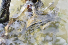 Isognomon alatus