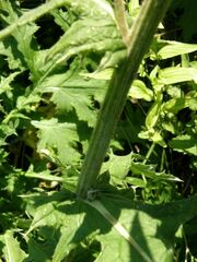 Echinops sphaerocephalus