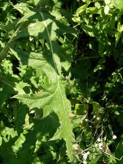 Echinops sphaerocephalus