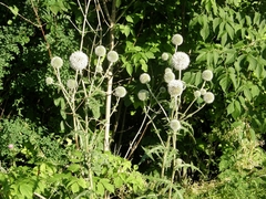Echinops sphaerocephalus